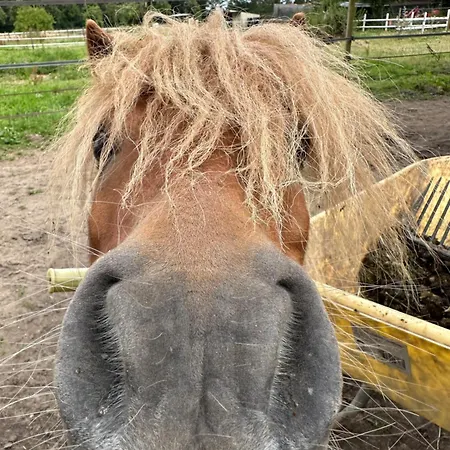 Appartement Snowdogs