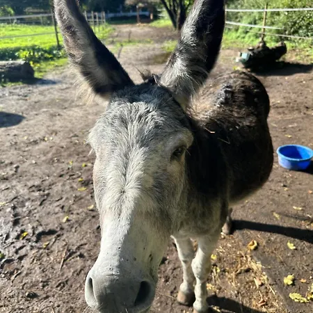 Appartement Snowdogs *