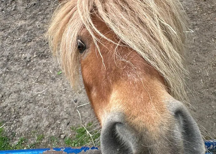 Snowdogs Lejlighed Goch