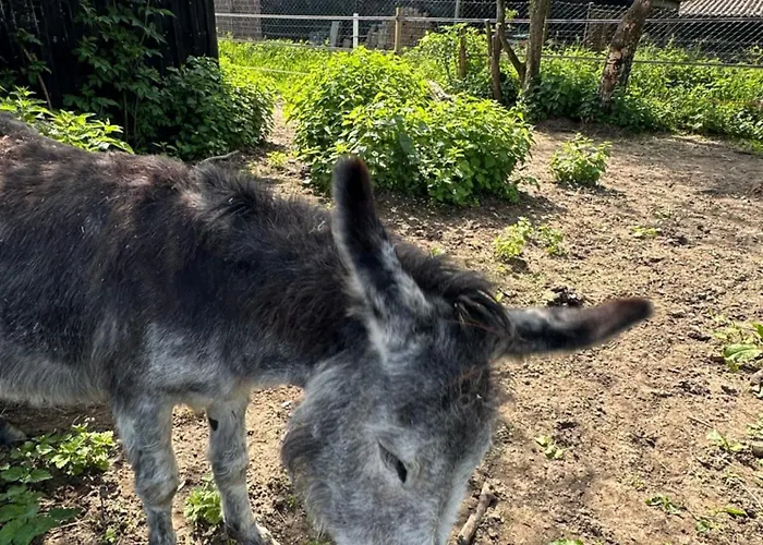 Lejlighed Snowdogs Goch