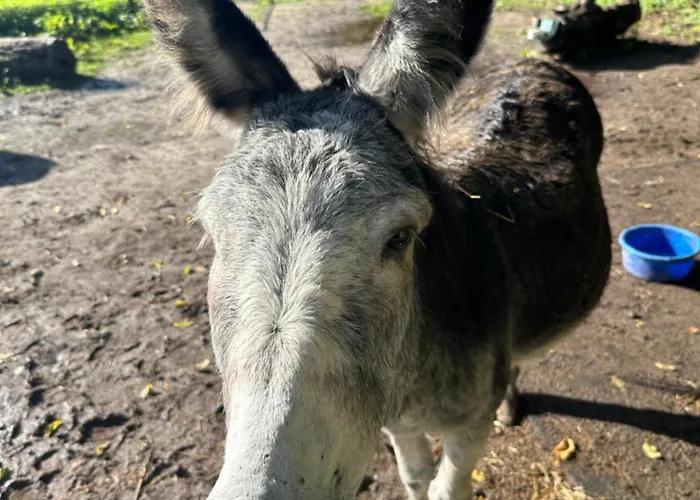 Lejlighed Snowdogs *